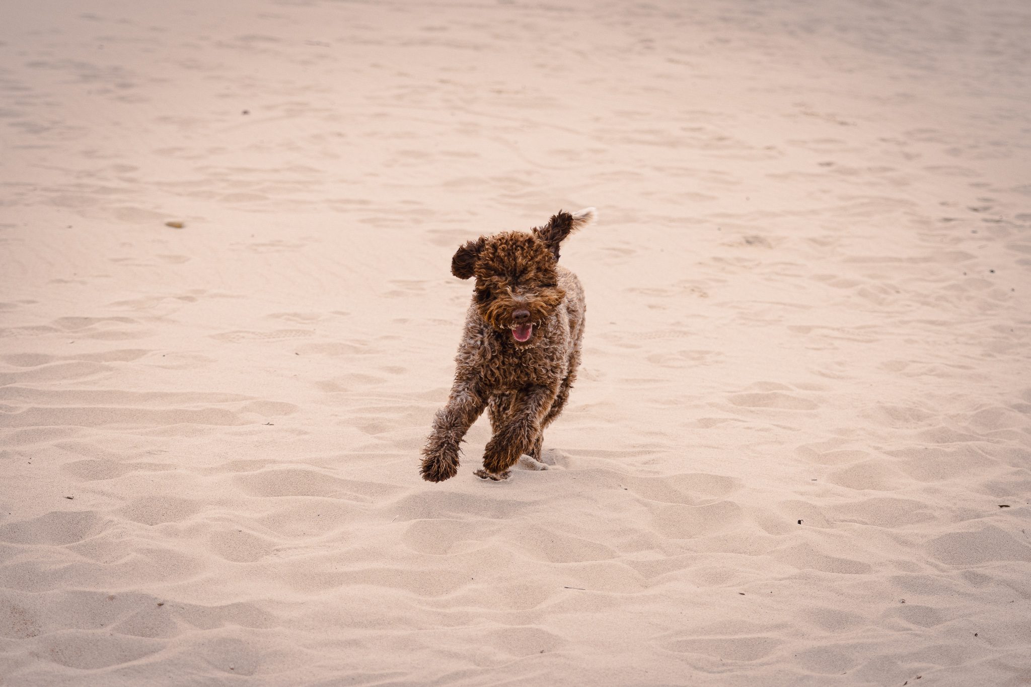 Lagotto Romagnolo – Romanjas ūdenssuns un trifeļu meklētājs. Arivi Paisumi hipoalerģisku suņu audzētava Latvijā. Itāļu ūdenssuns ar cirtainu spalvu ģimenēm ar bērniem.